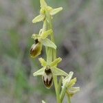 Ophrys virescens Mosusu