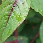 Persicaria microcephala List