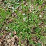 Cardamine flexuosa Blatt