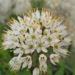 Allium polyanthum ফুল