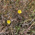 Linum volkensii