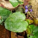 Geophila obvallata Leaf