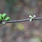 Pleiocarpa pycnantha Fruit