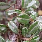 Cotoneaster microphyllus পাতা