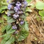 Ajuga reptansFlower