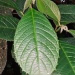 Siparuna grandiflora List
