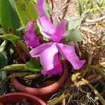 Guarianthe skinneri Flower