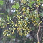 Senecio deltoideus Flor