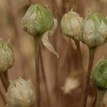 Allium atroviolaceum x Allium polyanthum Mbuma
