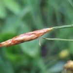 Carex limosa Cvet