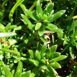 Saxifraga aizoides Leaf