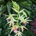 Calanthe tankervilleae