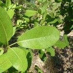 Tabebuia pallida List