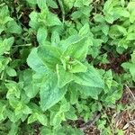 Mimulus cardinalis Hoja