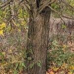 Liquidambar styraciflua Bark