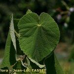 Abutilon theophrasti Blad