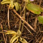 Pinguicula pumila Habitus