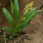 Polystachya odorata Habit