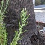 Pseudognaphalium californicum Leaf