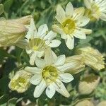 Malesherbia lirana Flor