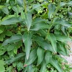 Hieracium inuloides Leaf