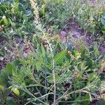 Rorippa palustris Folha