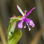 Clarkia rhomboidea Blüte