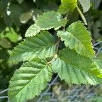 Carpinus betulus Leaf