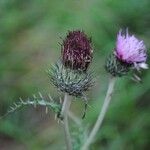 Cirsium filipendulum Žiedas