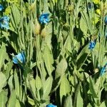 Meconopsis grandis Blatt