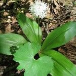 Clintonia umbellulata 形態