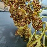 Grammatophyllum speciosum Flower