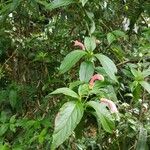 Centropogon cornutus Habitatea