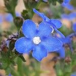 Anchusa officinalis 花