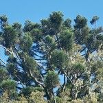 Araucaria cunninghamii Leaf