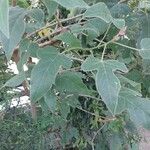 Brachychiton bidwillii Lapas