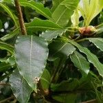 Pittosporum undulatum List