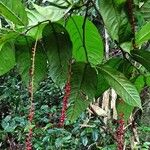 Antidesma laciniatum Flower