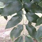 Cassia fistula ഇല