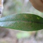 Erythroxylum laurifolium Leaf