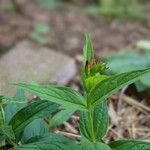 Spigelia marilandica Лист