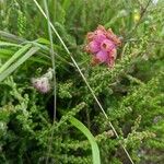 Erica tetralix Flower