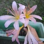 Lycoris squamigera Blüte