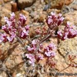 Chorizanthe staticoides ᱛᱟᱦᱮᱸ