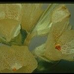 Mohavea confertiflora Flor