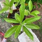 Gynura procumbens Folha