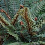 Polystichum vestitum Blad