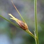 Juncus trifidus Meyve