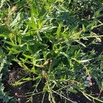 Oenothera gaura عادت