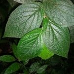 Piper urostachyum 葉